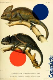 Camaleões